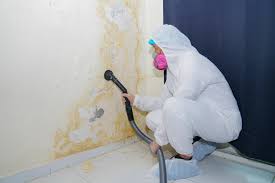 Environmental Consulting for Mold Prevention in Clifton Forge, VA